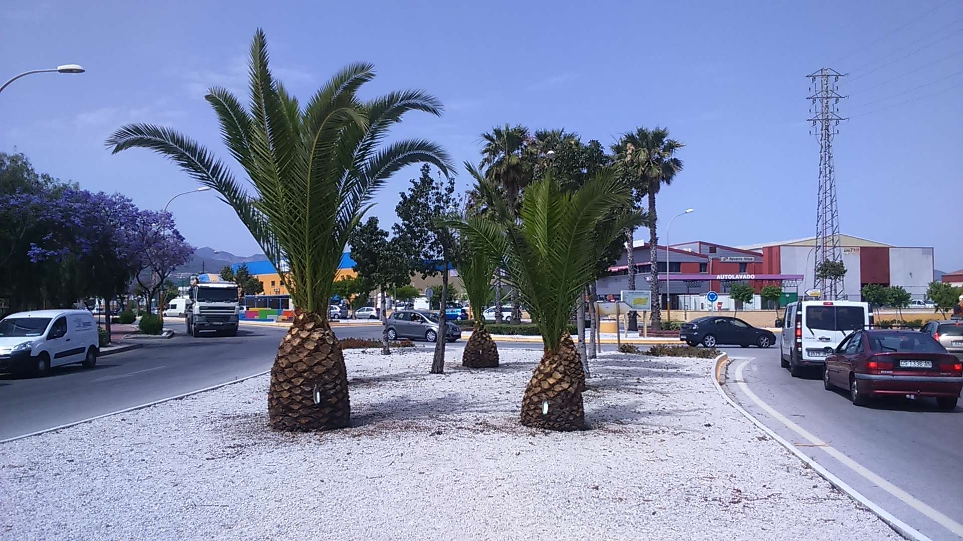 PODA PALMERAS MAYO 17 REALIZADA